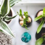 Bringing the Outdoors In: The Benefits & Care of Houseplants for a Healthier Home