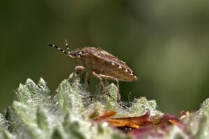 insect, bug, antennae-5606458.jpg