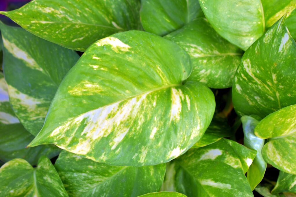 money plant, golden pothos, variegated leaves-2749714.jpg