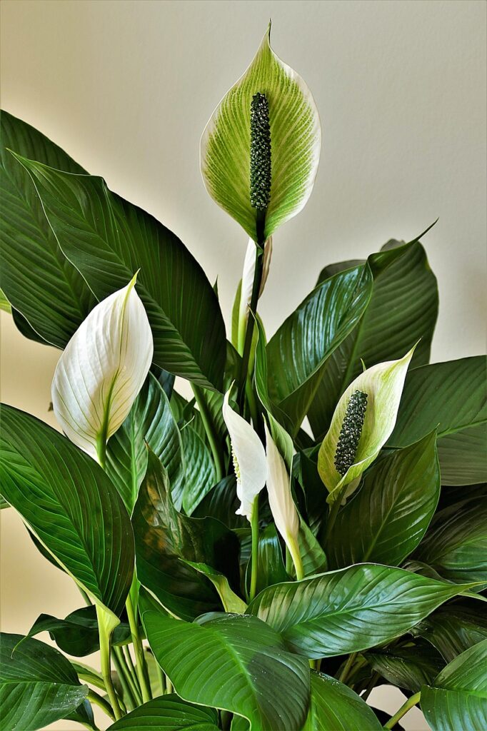 peace lilies, ornamental plants, cusps-4269365.jpg