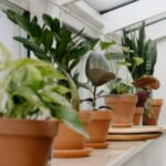 5 Best Styles of Containers to Grow Houseplants