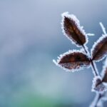 How To Make A Powerful Fertilizer For Houseplants In The Winter?