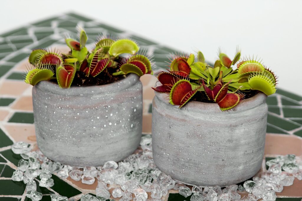 venus flytrap, carnivorous plant, carnivorous-595235.jpg