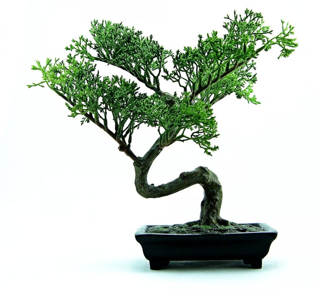 bonsai, tree, green-316573.jpg