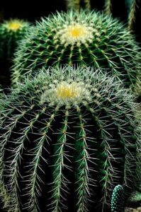 cactus, plant, garden-404362.jpg