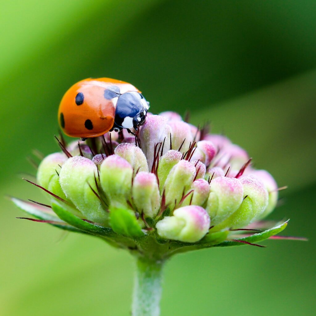 ladybug, coccinellidae, insects-1694484.jpg