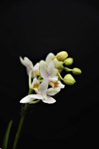 orchid, blossom, bloom-4848687.jpg