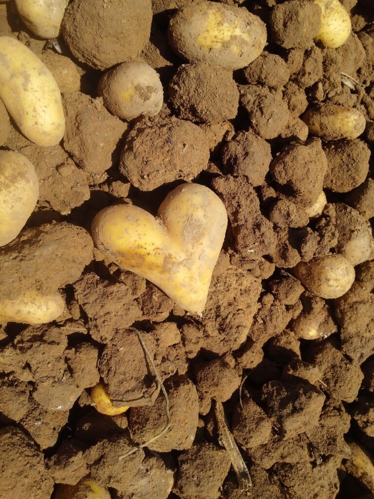 potato, heart, love-540386.jpg