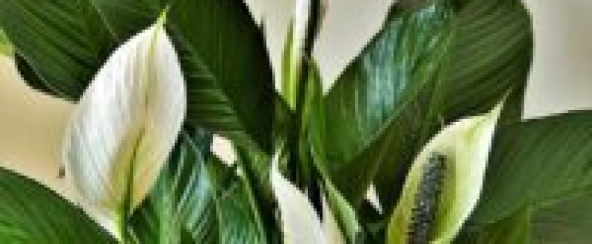 peace lilies, ornamental plants, cusps-4269365.jpg