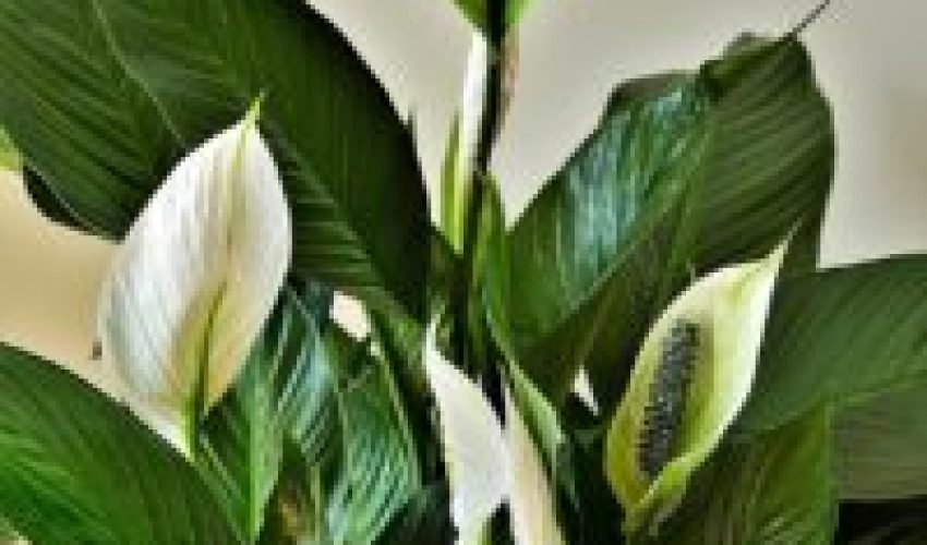 peace lilies, ornamental plants, cusps-4269365.jpg